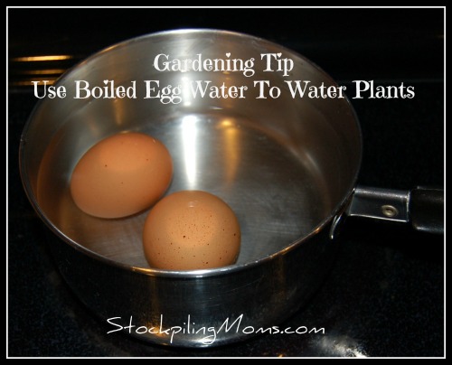 Use Boiled Egg Water To Water Plants