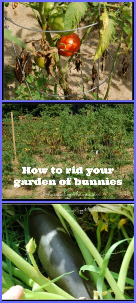 How to rid your garden from bunnies