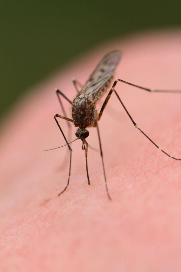 Are you a mosquito STOCKPILING MOMS™