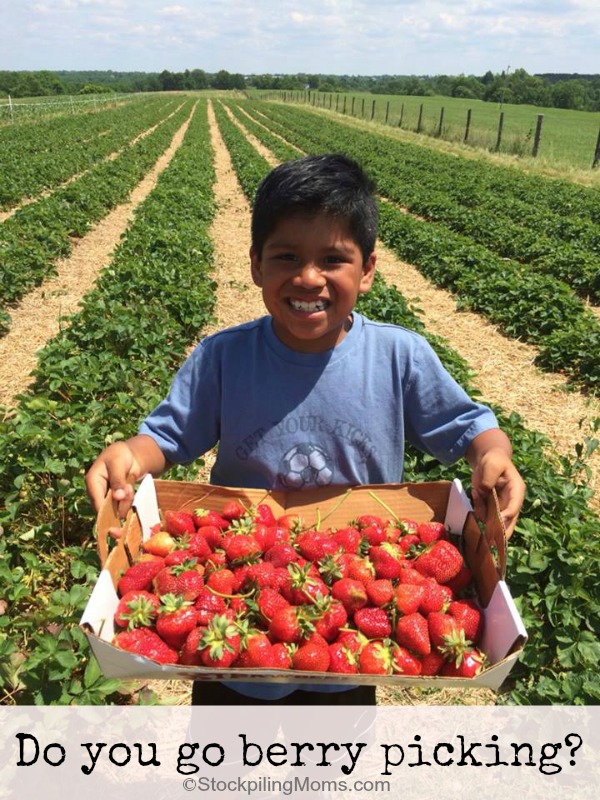 Do you go berry picking?