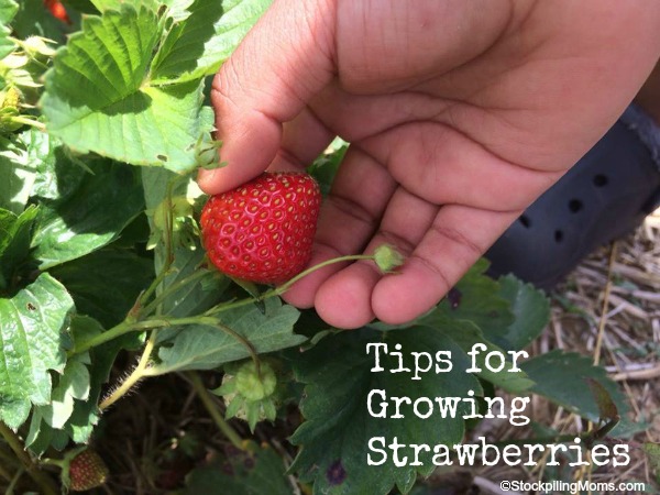 Tips for growing strawberries