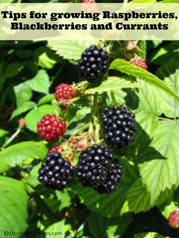 Tips for growing Raspberries, Blackberries and Currants STOCKPILING MOMS™