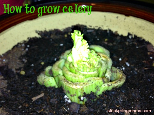 Re-growing Celery from Celery