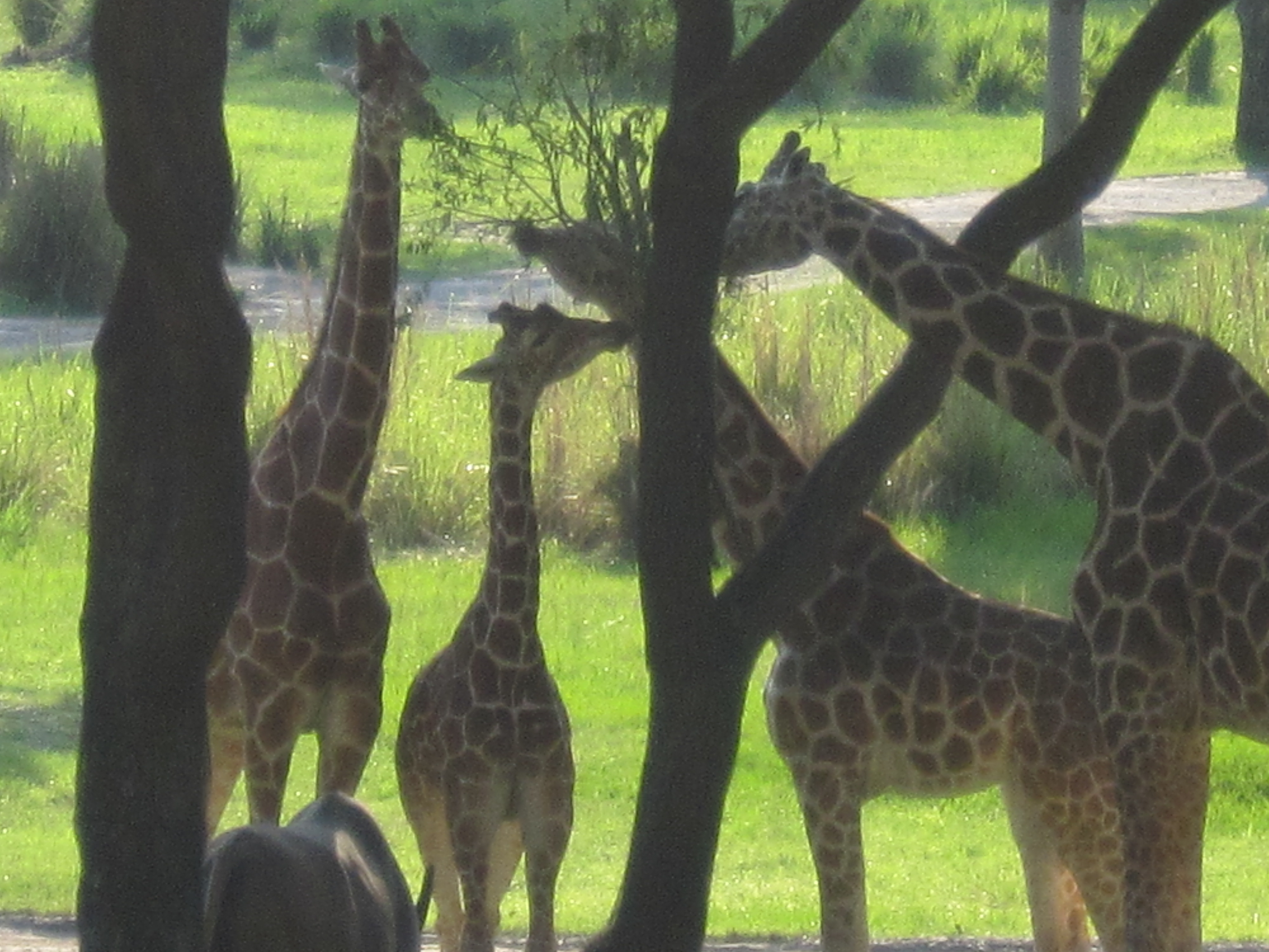 Disney World with Toddlers - Animal Kingdom - STOCKPILING MOMS™