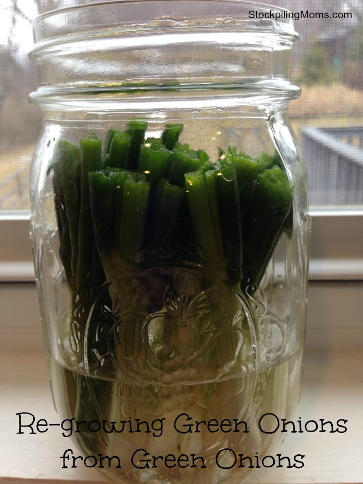 How to grow Green Onions from Green Onions