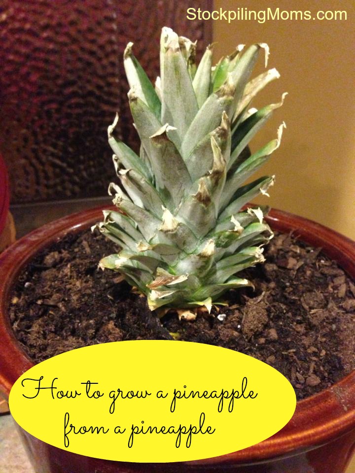 Regrowing a Pineapple from a Pineapple