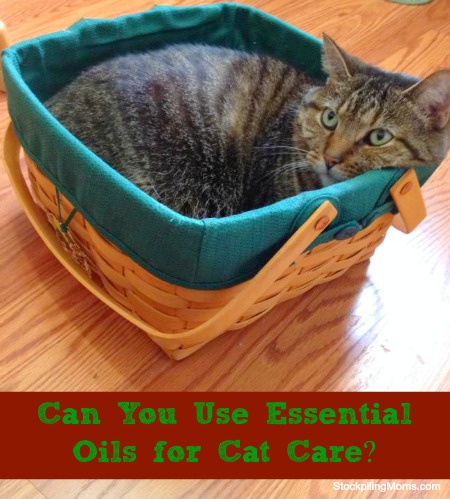 Can You Use Essential Oils for Cat Care?
