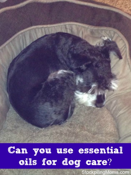 Can You Use Essential Oils for Dog Care?