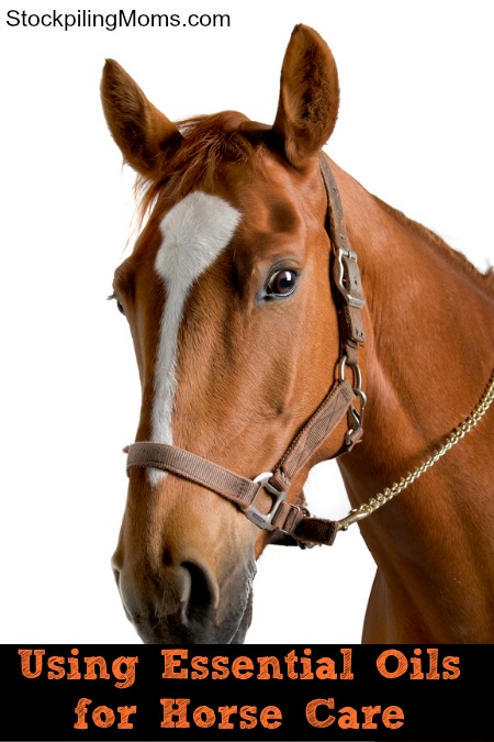 Can you use Essential Oils for Horse Care?
