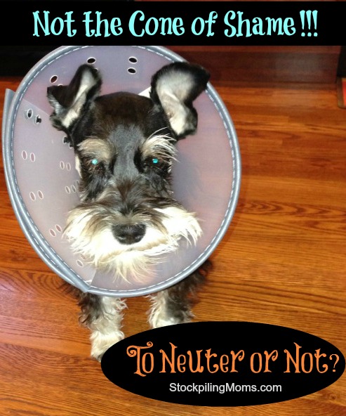 Should you neuter your pet?