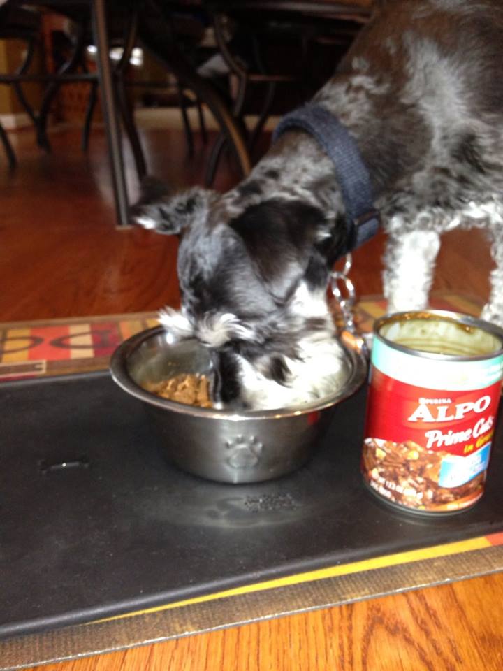 ALPO® Wet Dog Food Review