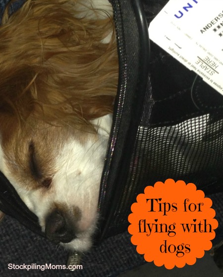 Tips for flying with dogs
