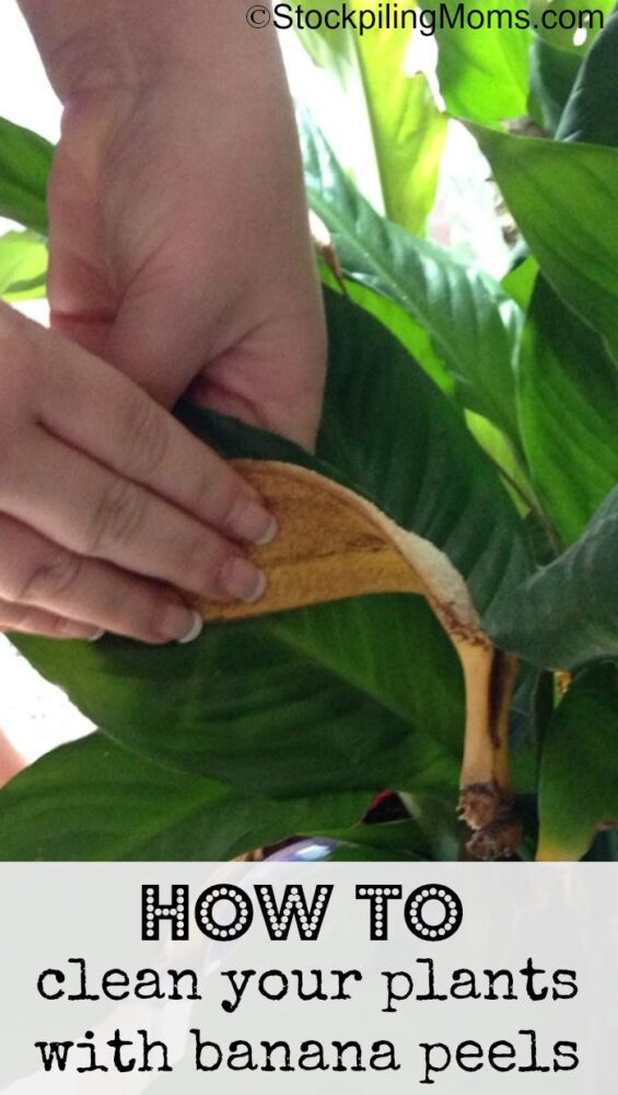How to clean your plants with banana peels