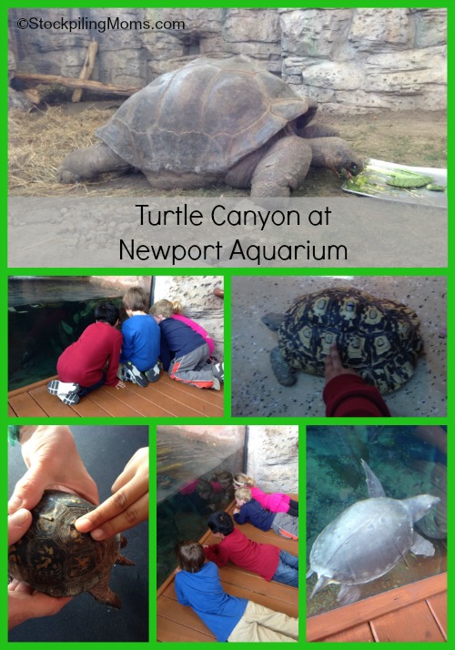 Turtle Canyon at Newport Aquarium