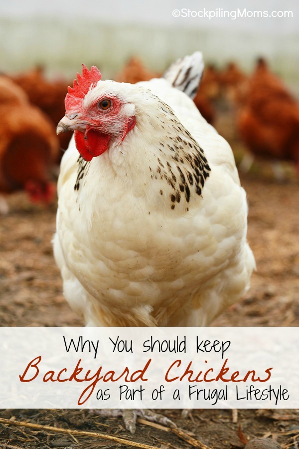 Why You Should Keep Backyard chickens as part of a frugal lifestyle