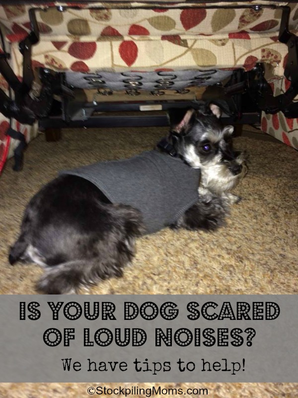 How to help dogs that fear loud noises