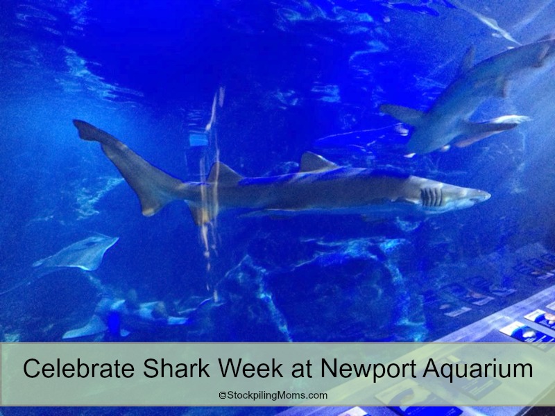 Celebrate Shark Week at Newport Aquarium