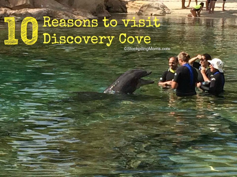A Day of Paradise at Discovery Cove