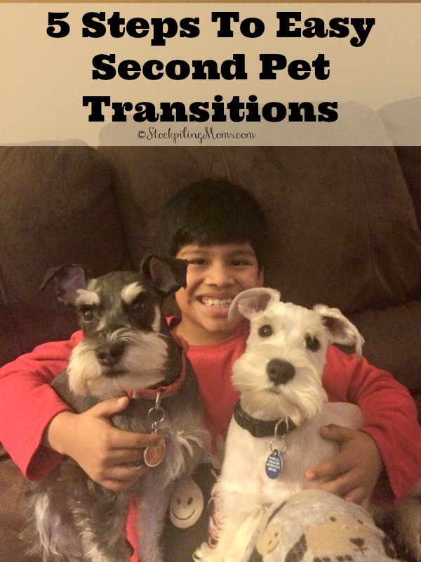 5 Steps To Easy Second Pet Transitions