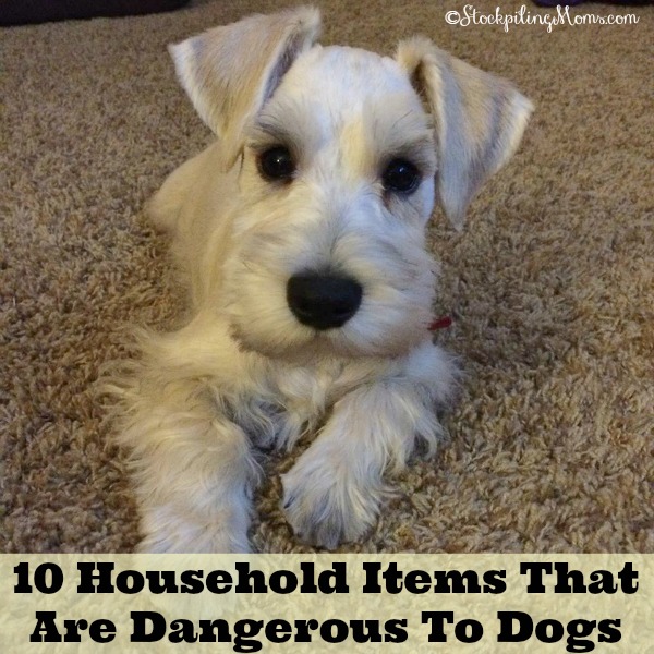 10 Household Items That Are Dangerous To Dogs