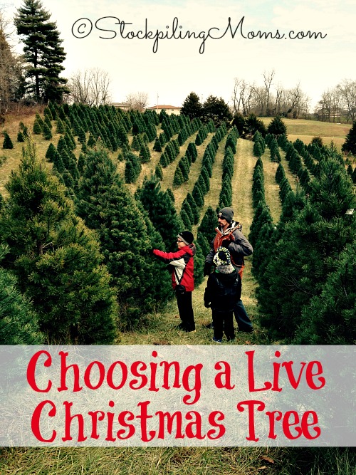 How Do You Choose a Live Christmas Tree?