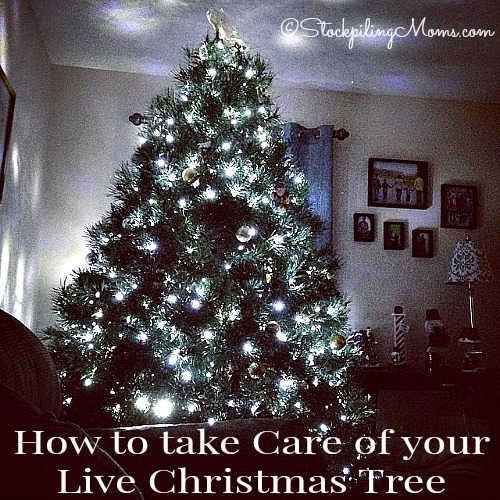 How to take Care of your Live Christmas Tree
