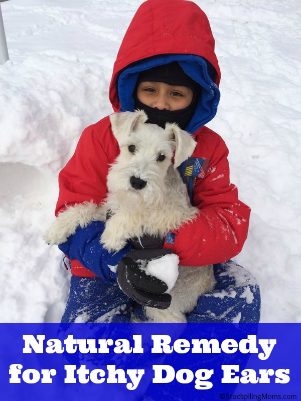 Natural Remedy for Itchy Dog Ears