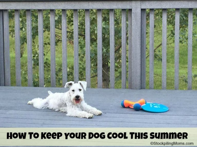 How To Keep Your Dog Cool This Summer - STOCKPILING MOMS™