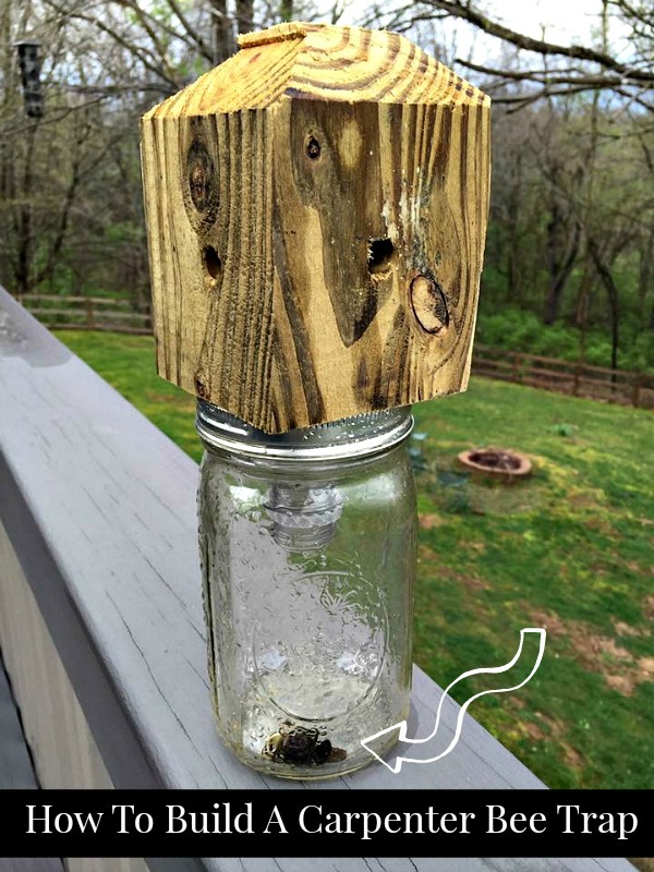 How To Build A Carpenter Bee Trap   How To Build A Carpenter Bee Trap2 