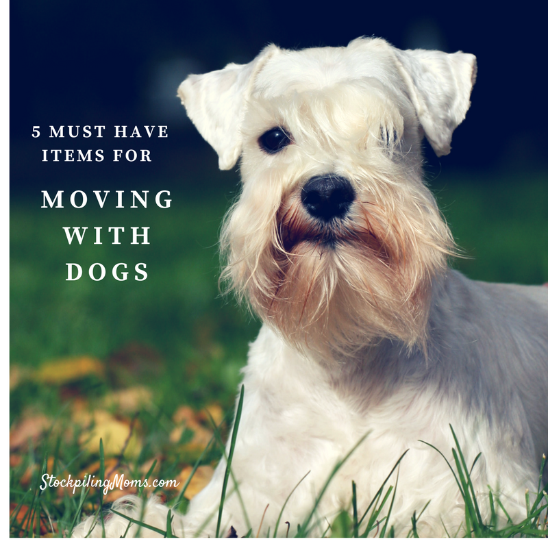 5 Must Have Items For Moving With Dogs