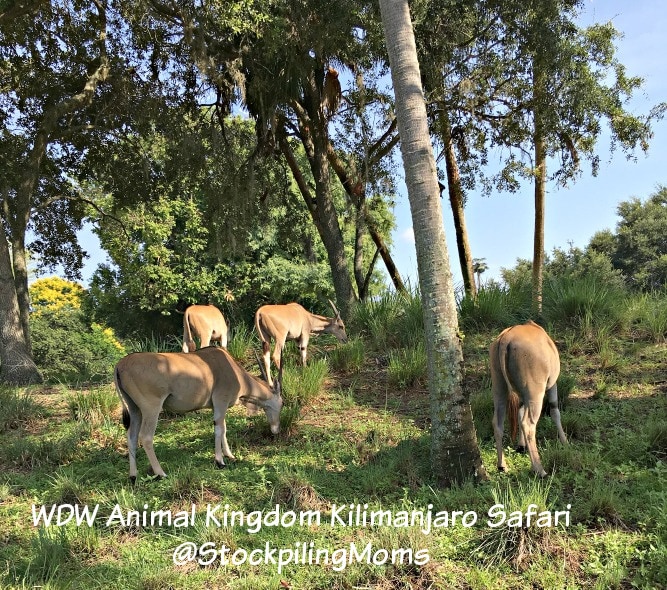 WDW Animal Kingdom Kilimanjaro Safari