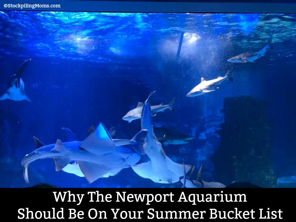 Why The Newport Aquarium Should Be On Your Summer Bucket List