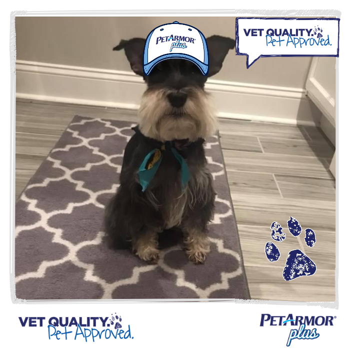 PetArmor Plus Provides Vet Quality Flea and Tick Prevention