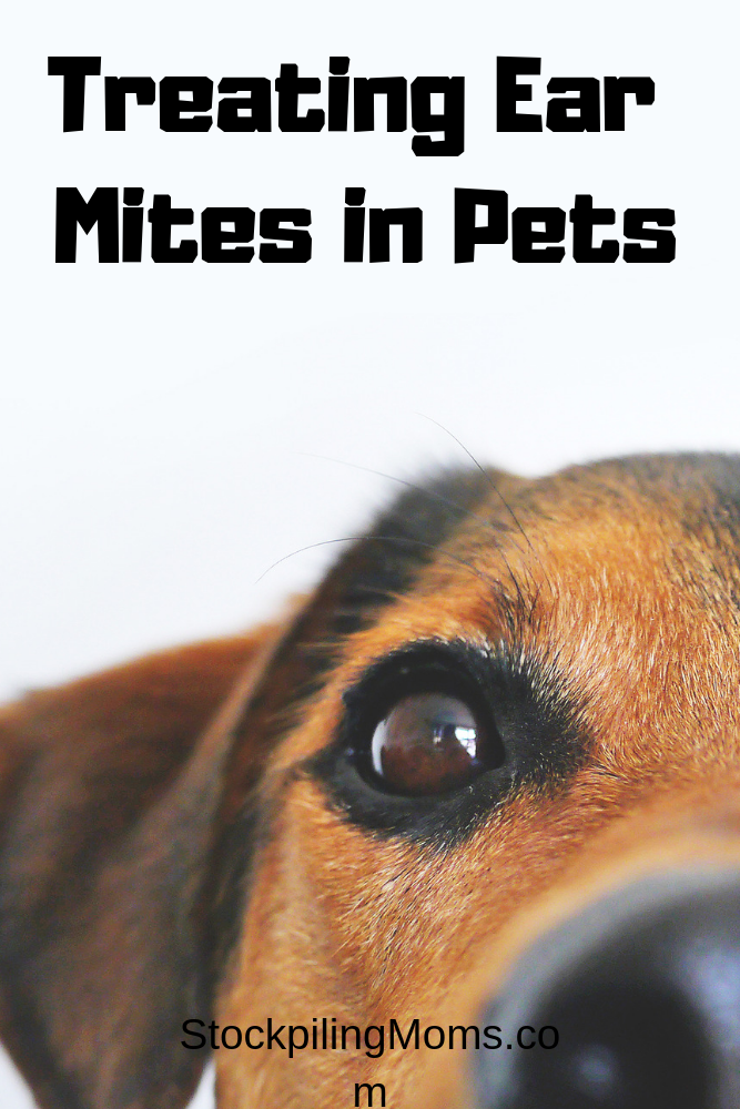 what is a home remedy for ear mites in a dog