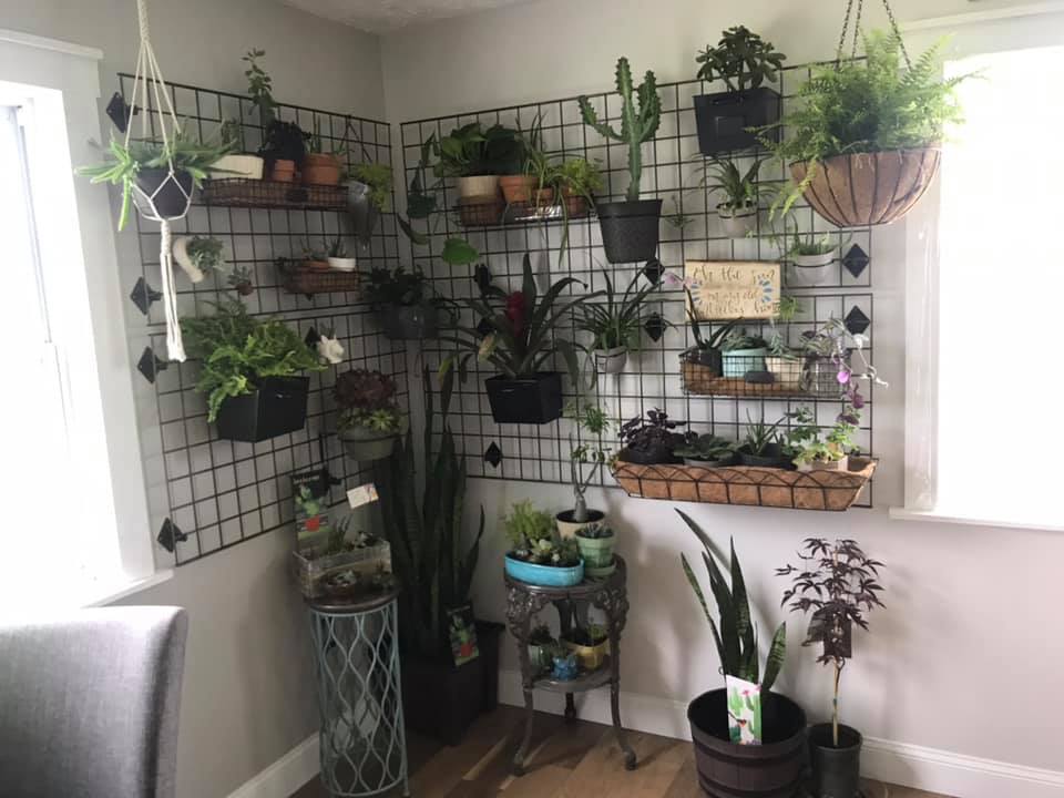 beautiful plants for wall